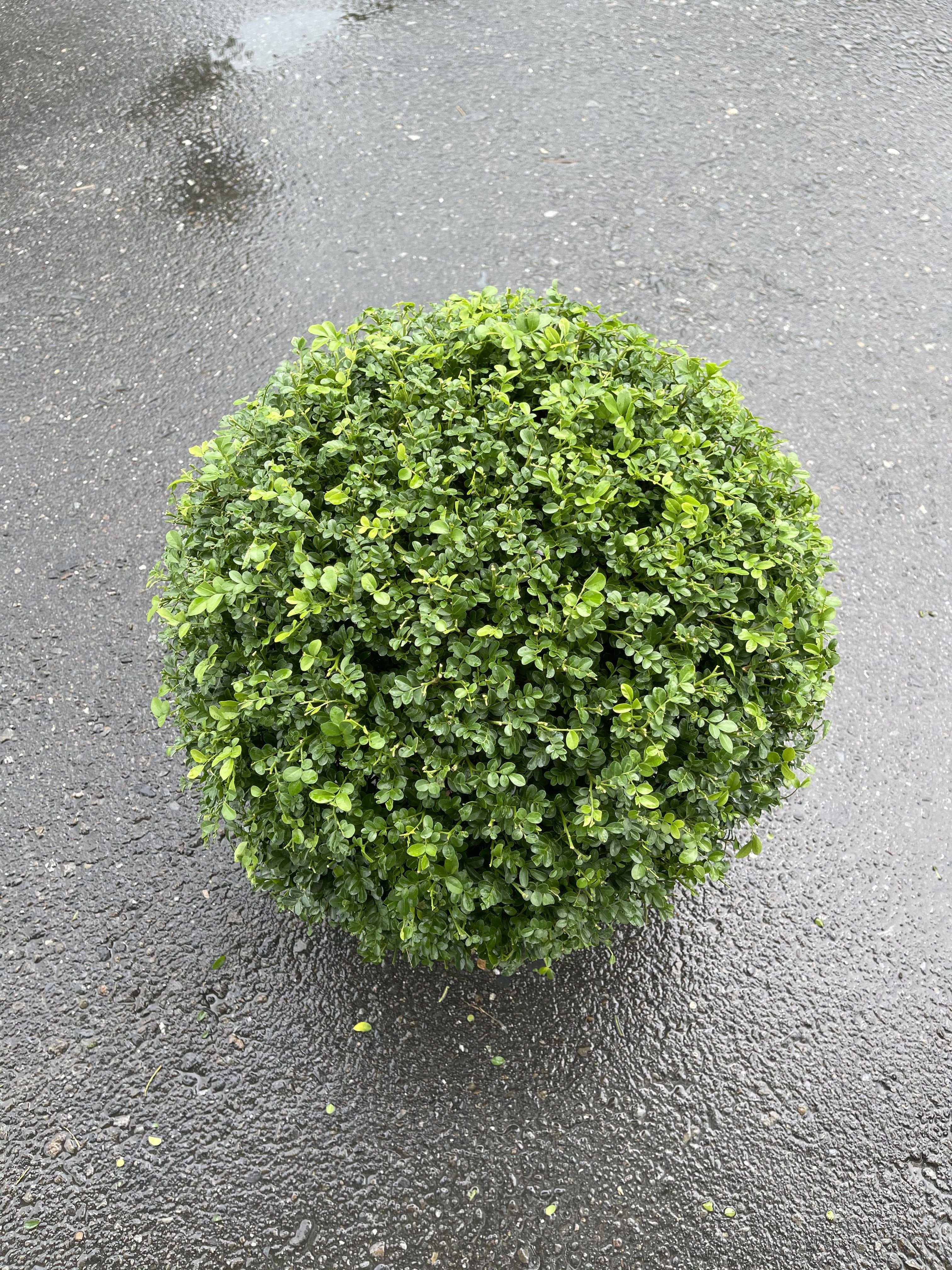 ^花草巷弄^ 8吋盆 // 細葉七里香 // 球型 // 香花植物 // 庭園用樹 // 盆景素材 // 30公分