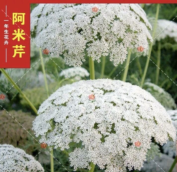 小鮮肉肉 白雪花蕾絲花阿米芹種子10粒裝一年生花卉種子花朵大可作切花 Yahoo奇摩拍賣