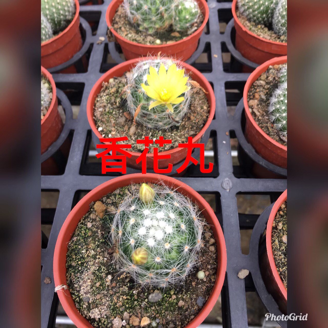 花花世界 多肉植物 香花丸仙人掌 棉花丸 芳香丸 香花球 3吋盆 單株 高5cm Ma Yahoo奇摩拍賣