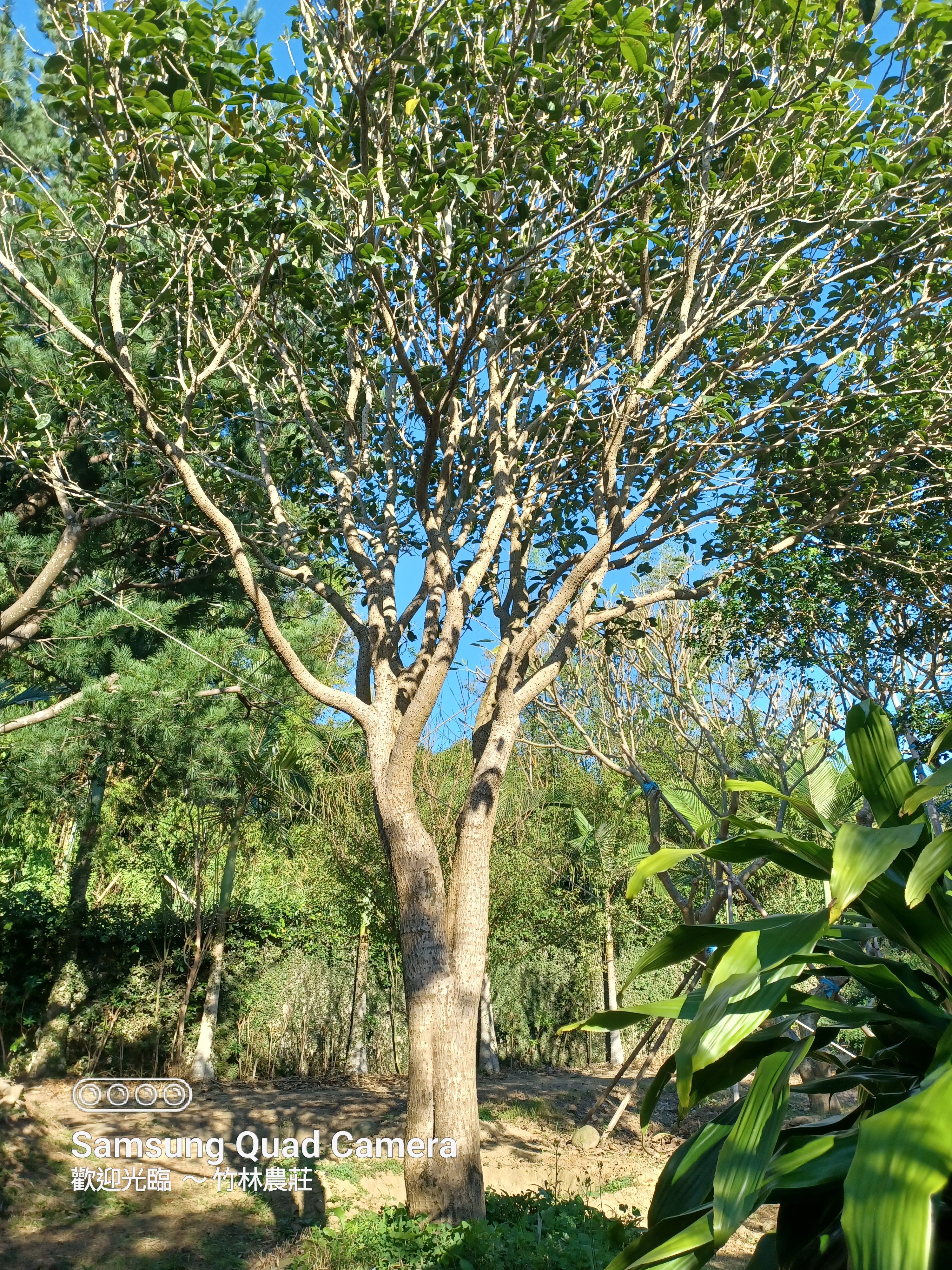 【竹林農莊】 單幹桂花 ... 漂亮 庭園樹