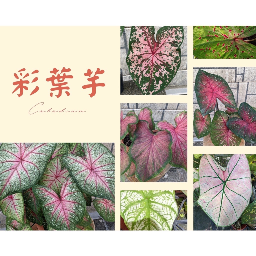 [園藝植物與農作] 彩葉芋塊根 甜心，4吋盆