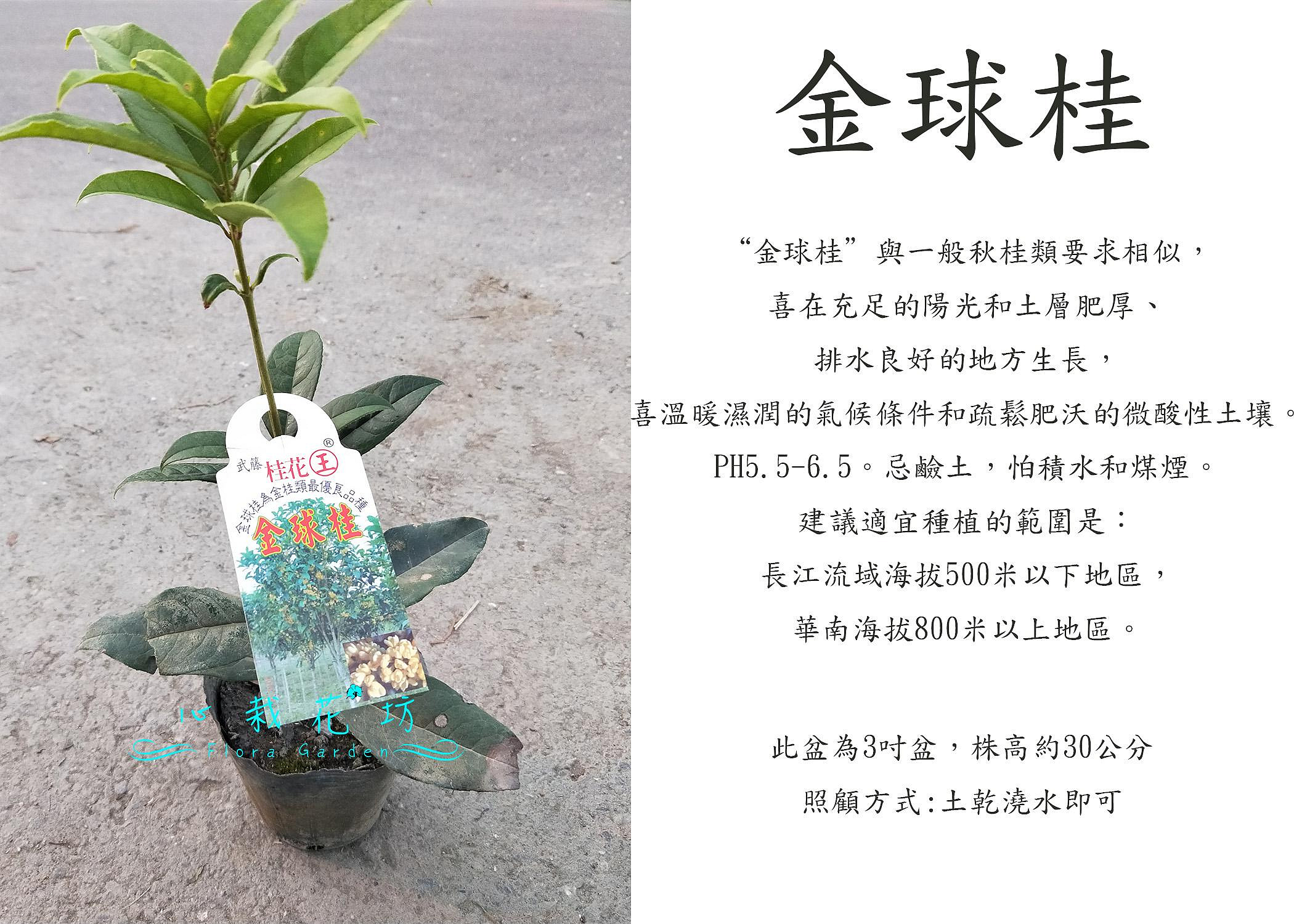 心栽花坊-金球桂/金球桂花/桂花/桂花品種/開花植物/5吋盆/綠化植物/綠籬植物/售價180特價150