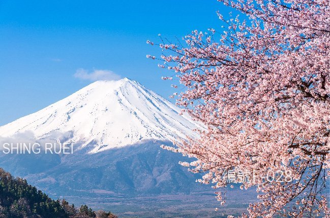 壁紙 富士山 跑車 海景 玫瑰花 地中海 巴黎鐵塔 城市夜景 山水畫 海底 瀑布 宇宙星空 老虎高山雪景竹林 客製化壁貼 Yahoo奇摩拍賣