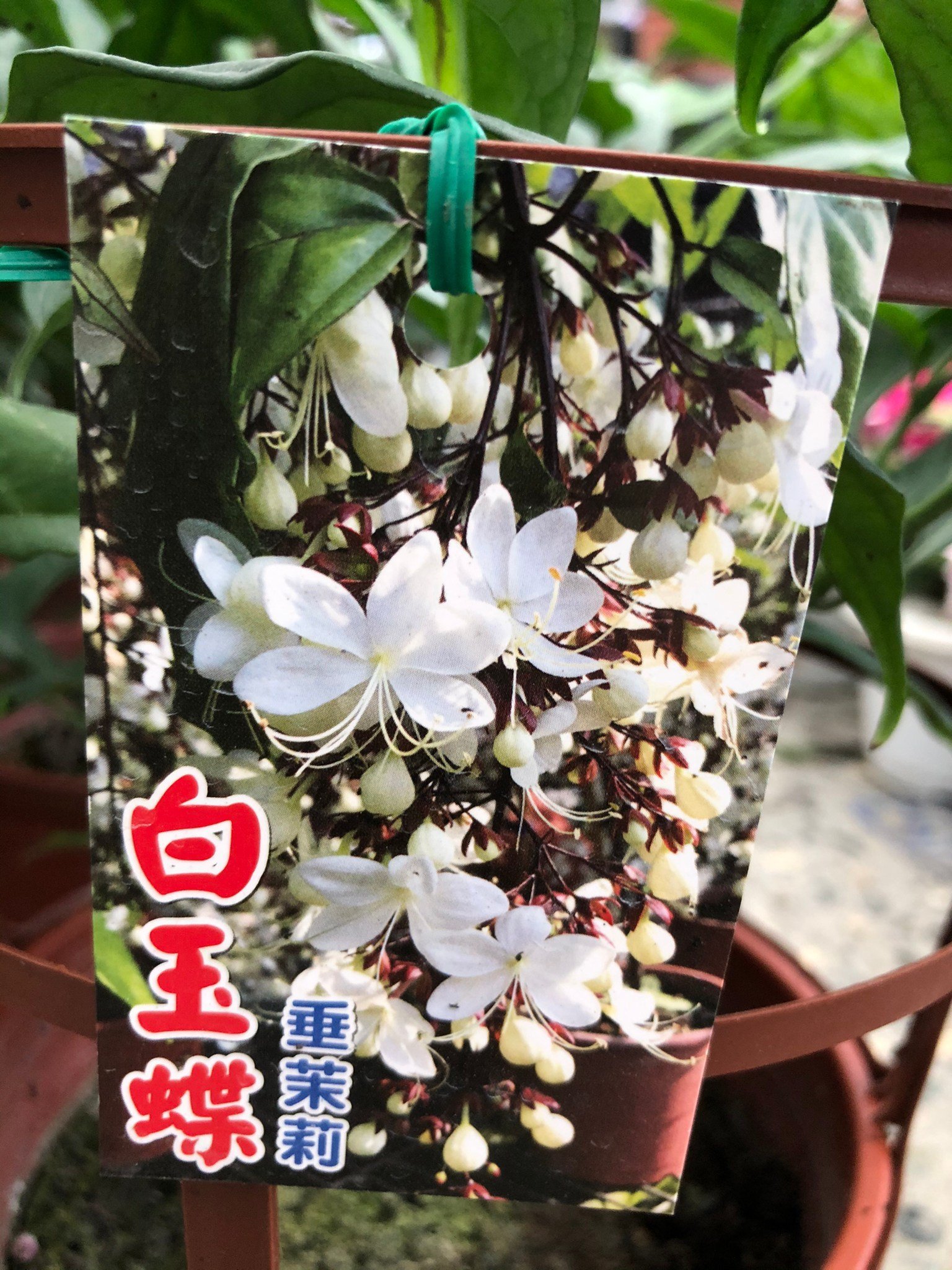 缺貨中 花花世界 蔓藤植物 白玉蝶 垂茉莉 懸垂穗狀白色花 8吋盆 高40 60 Ma Yahoo奇摩拍賣