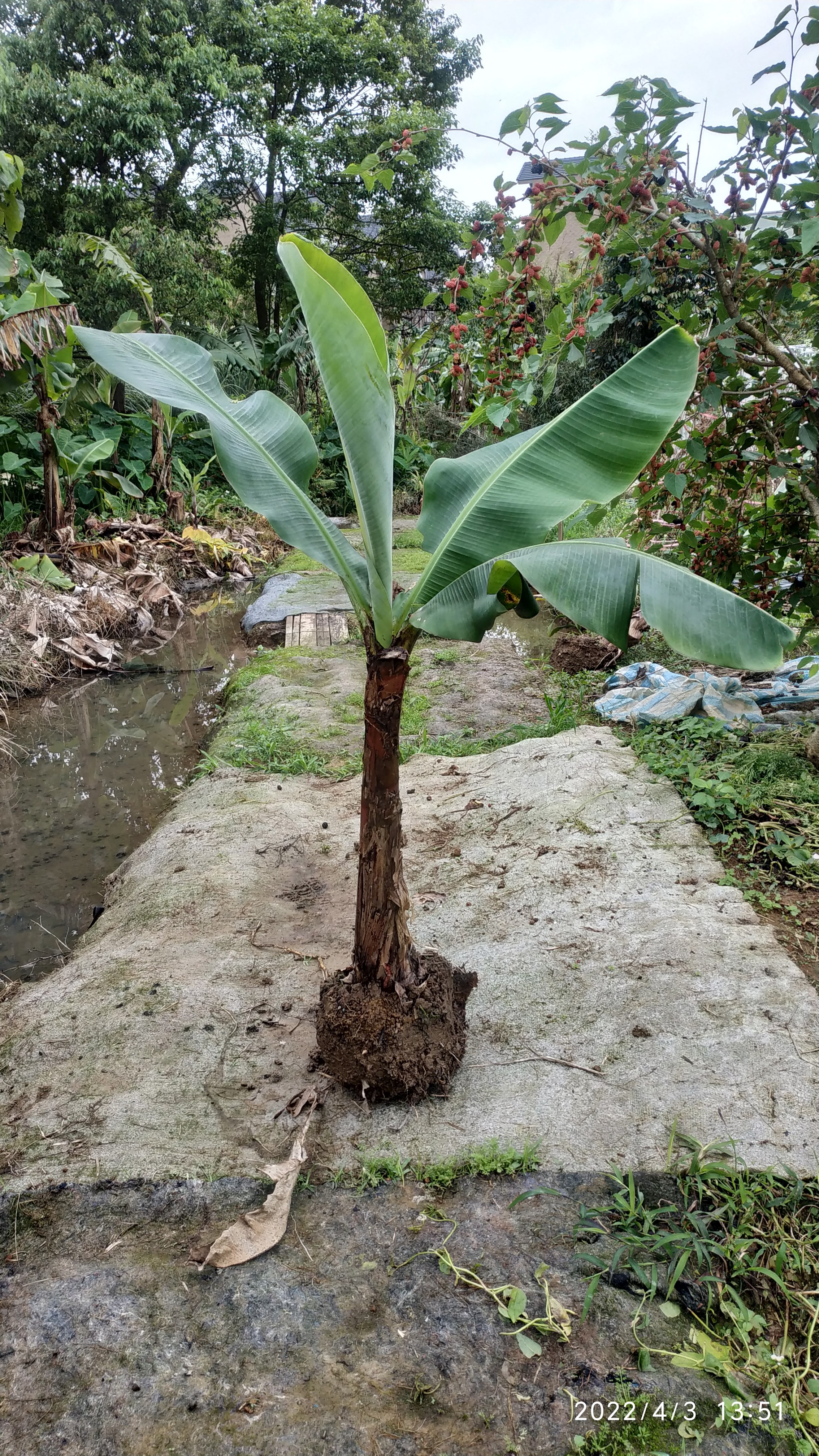 台中矮種香蕉苗