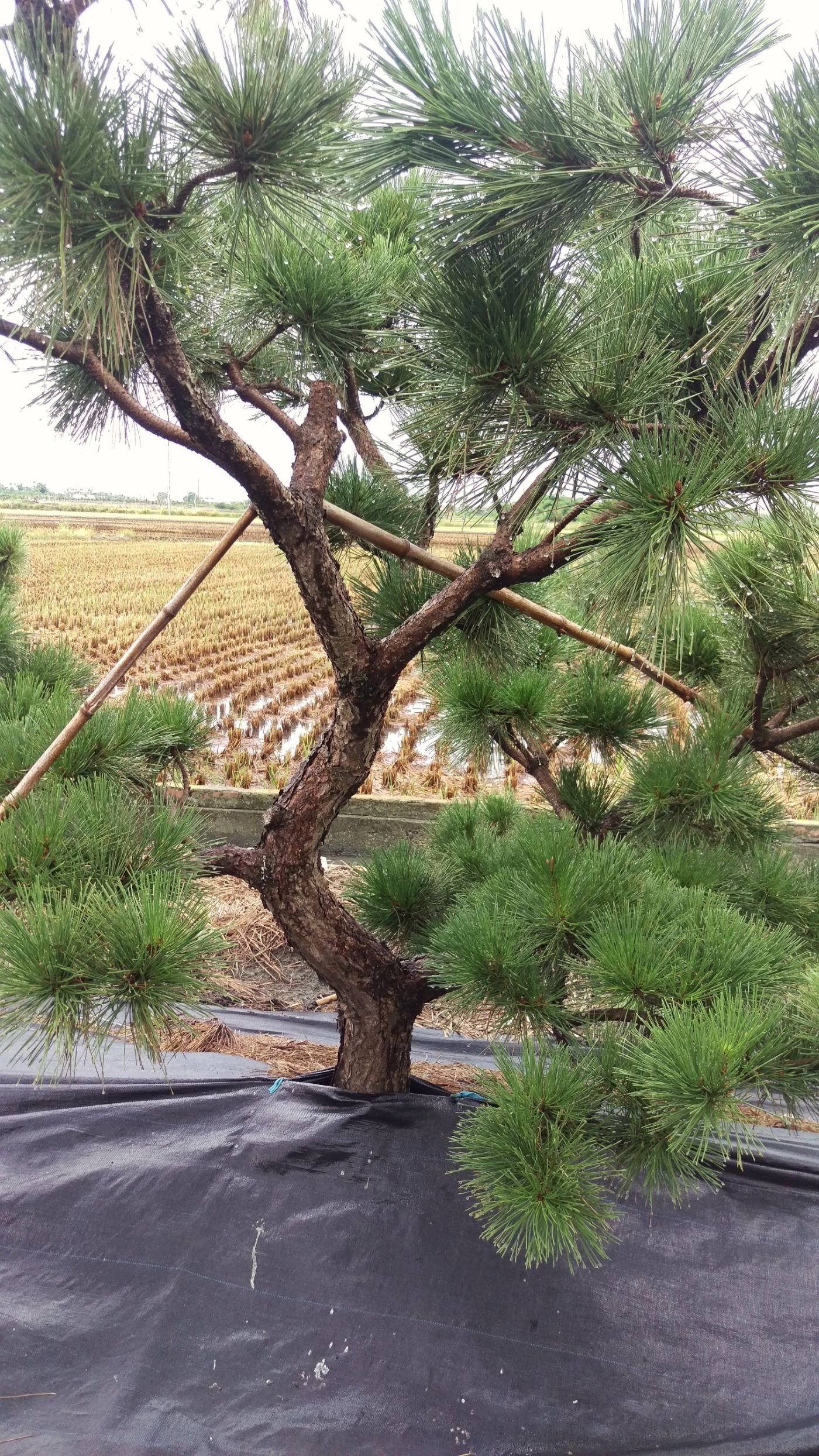 黑松，真柏， 桂花， 赤松， 五葉松 ，庭園樹，