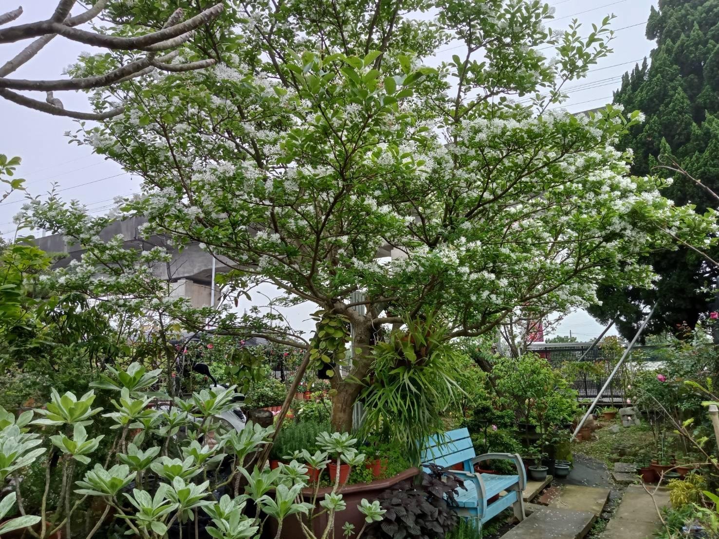 元茂園藝中壢高鐵南路園區-新貨上架 流蘇樹巨無霸/特大型主樹/30樹齡成樹/強化盆裝/自取為主  如需寄送因貨運不收 只能協助宅配北部地區一樓