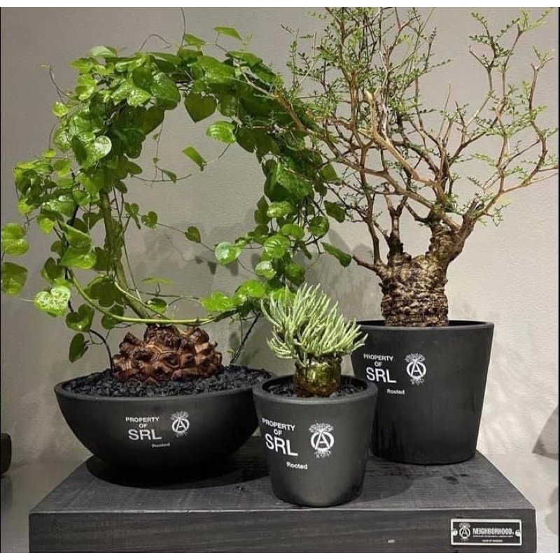 希望商店】 NEIGHBORHOOD SRL.ROUND-M/P-PLANT POT 21SS 中型塊根盆器