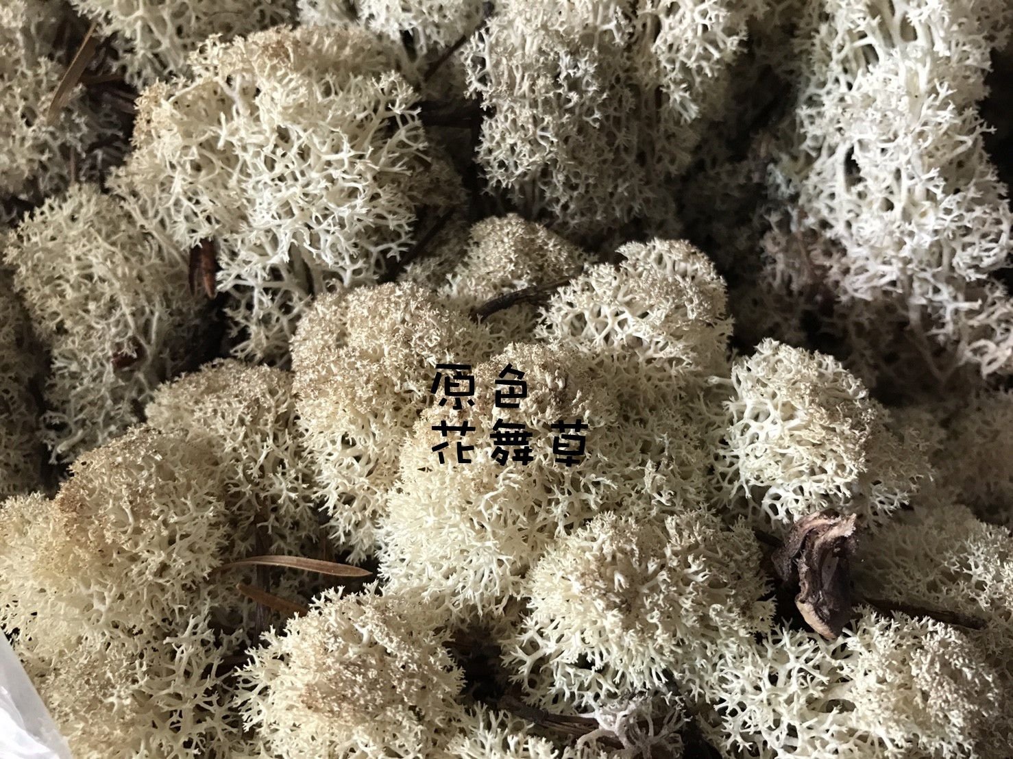 北歐挪威馴鹿苔草 水草 Moss 水苔苔蘚花藝用品園藝造景建築模型不凋花多肉乾燥花 原裝大盒 Yahoo奇摩拍賣