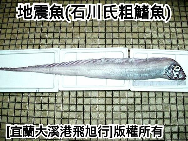 地震魚 石川氏粗鰭魚 Yahoo奇摩拍賣