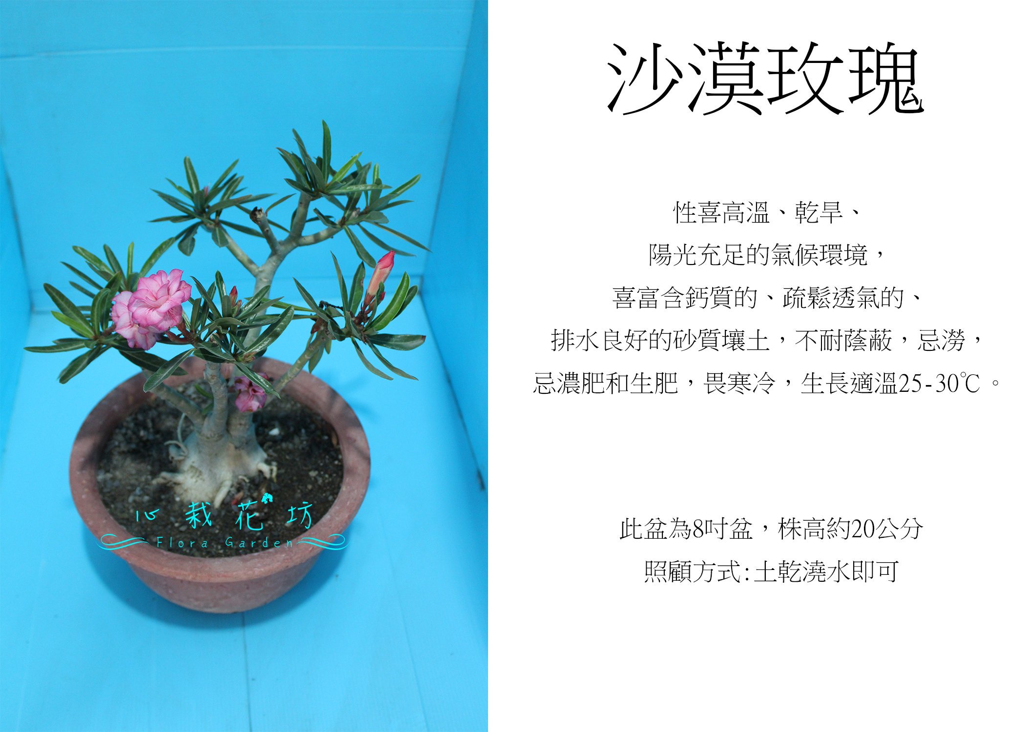 心栽花坊 沙漠玫瑰 8吋 不挑色 熱帶植物 觀花植物 多肉植物 售價280特價230 Yahoo奇摩拍賣