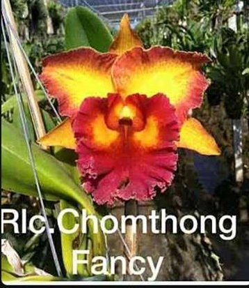 大眾蘭園嘉得利雅蘭rlc Chomthong Fancy 大朵新品覆輪花 Yahoo奇摩拍賣