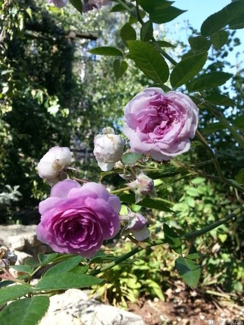 英國玫瑰城大花濃香迷你蔓性灌木月季苗庭院陽臺花園半爬藤芳香花卉植物四季開花2入 6吋 Yahoo奇摩拍賣