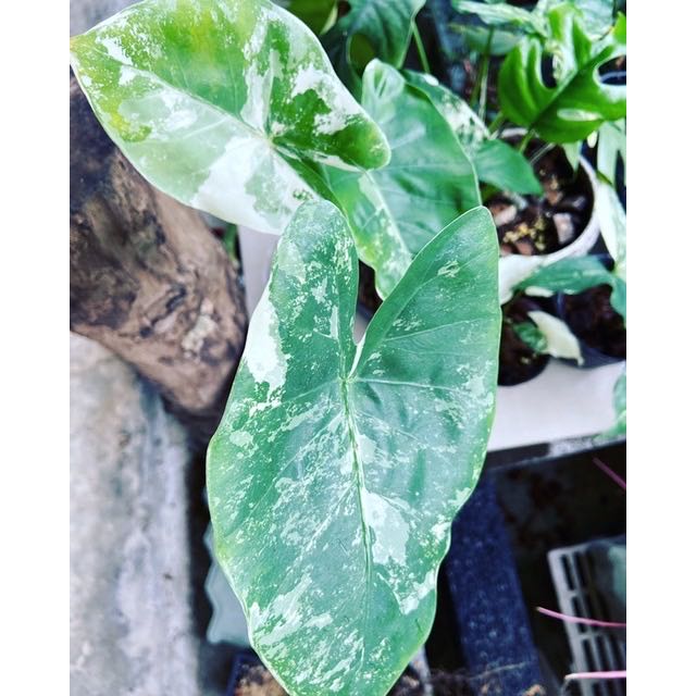 斑葉姑婆芋 Alocasia 療癒植物 文青小品 蕨類植物 雨林植物 Ig網紅 上板鹿角蕨 室內裝飾 觀月 天南星科 Yahoo奇摩拍賣