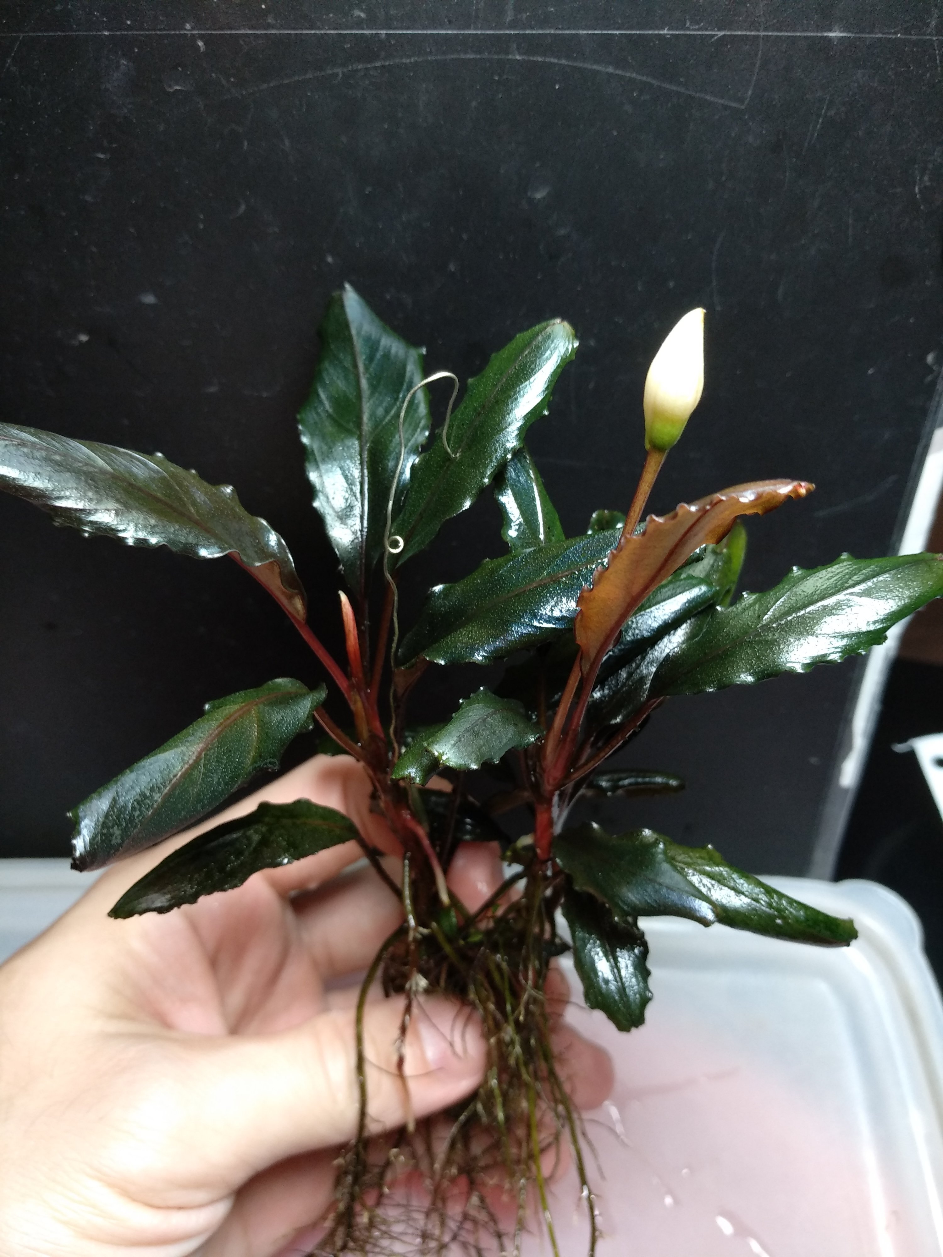 辣椒榕/神秘草~新雅典娜Bucephalandra sp. 