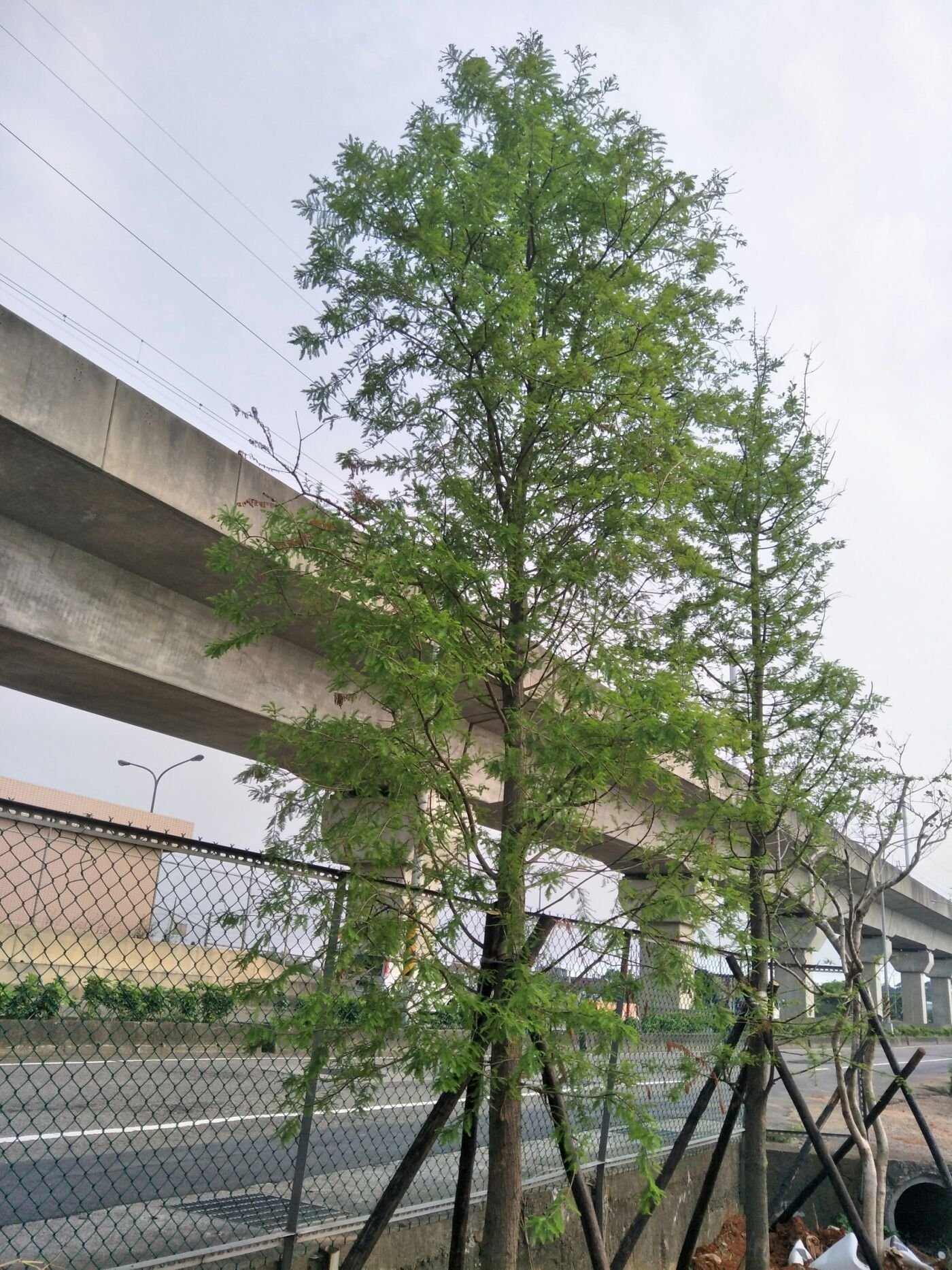 元茂園藝中壢高鐵南路園區落羽松十餘年樹齡移植袋裝批發價供應如需運送運費及種植工資另計秋天會變色 宜蘭 台北 桃竹苗單次五棵以上即可外送 Yahoo奇摩拍賣