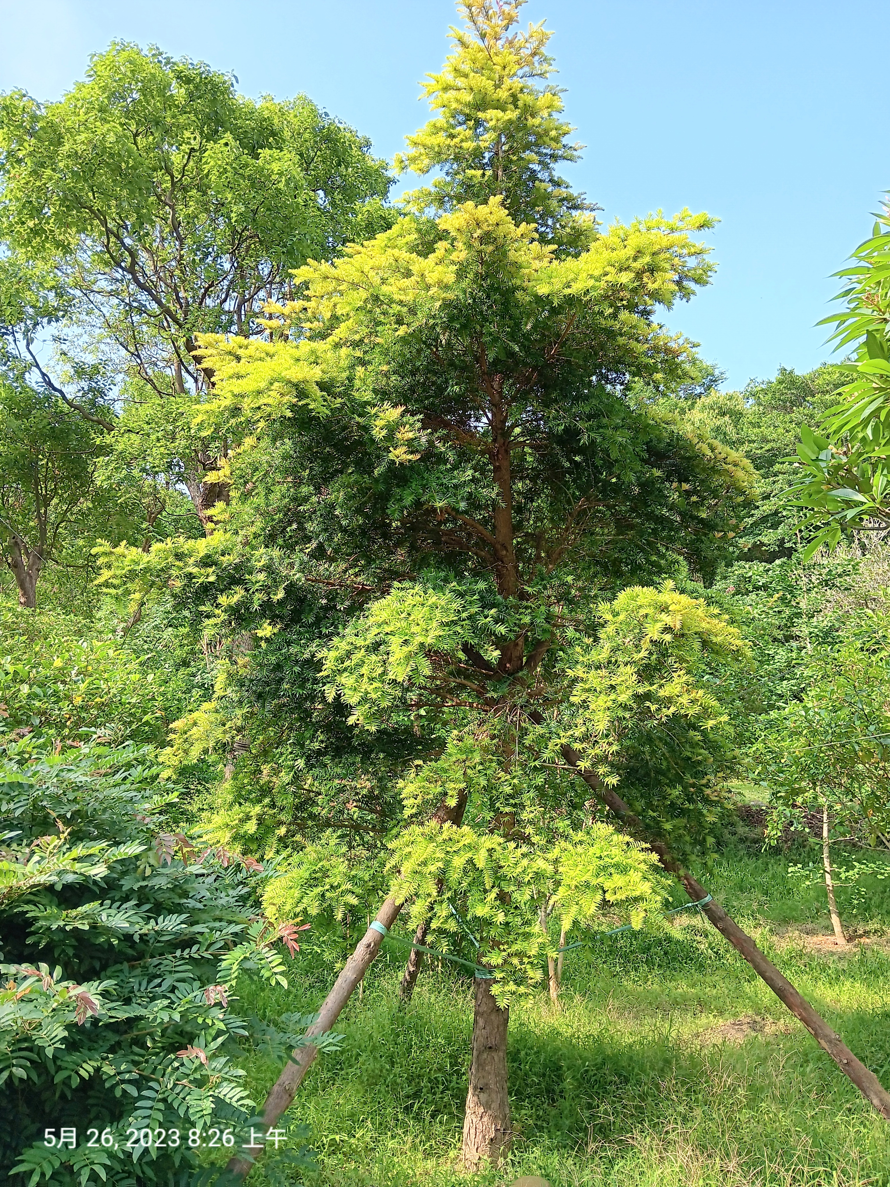 【竹林農莊】台灣油杉 ... 坪林 圓葉