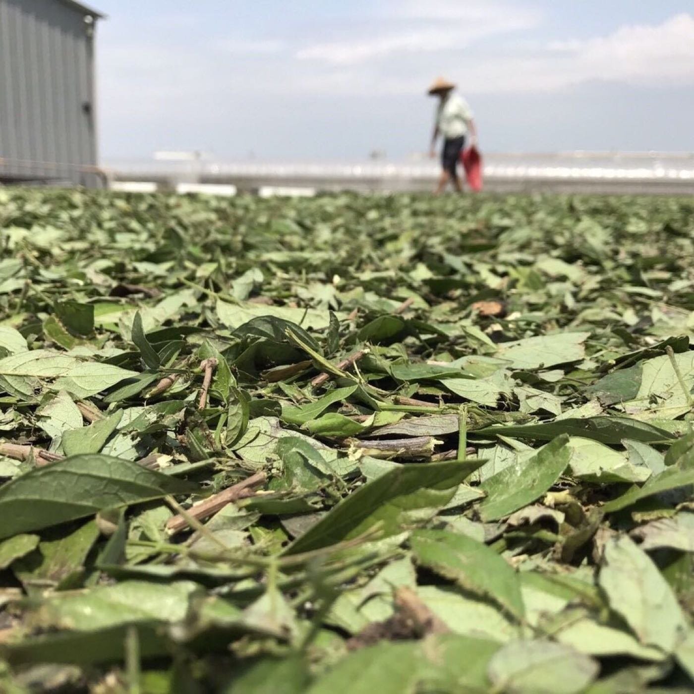 台灣香草植物園 台灣抹草台灣茉草乾茉草乾抹草含枝與葉淨身除穢 Yahoo奇摩拍賣