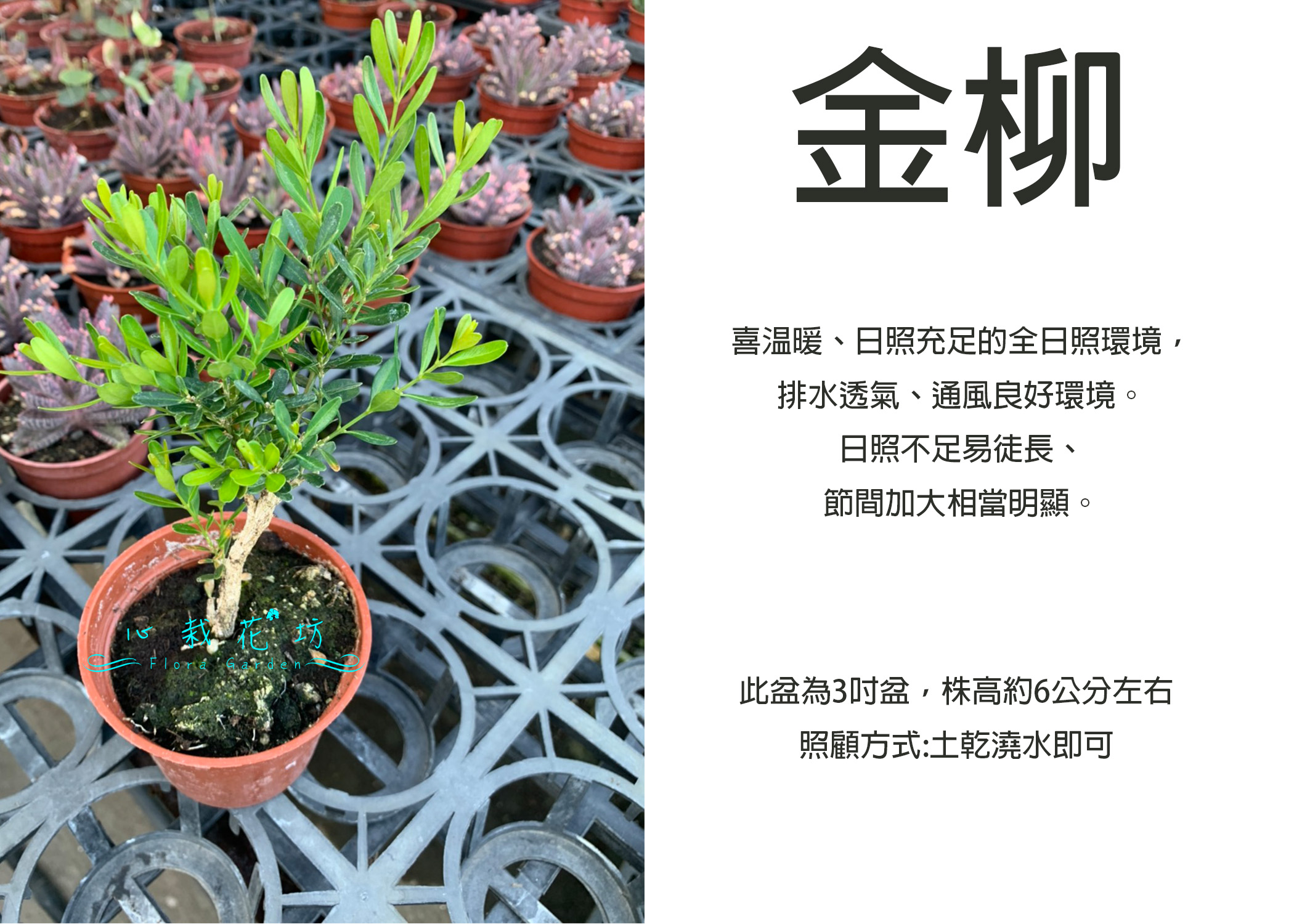 心栽花坊-雀舌黃楊/琉球黃楊/金柳/3吋盆/綠化植物/素材小盆栽/綠化環境/售價60特價50