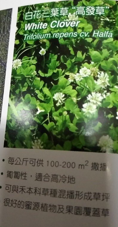 年新進599元1公斤 種子 白花三葉草 白三葉草 白三葉 白菽草白花苜蓿白車軸草白荷蘭翹三消草 白詰草 螃蟹花 Yahoo奇摩拍賣