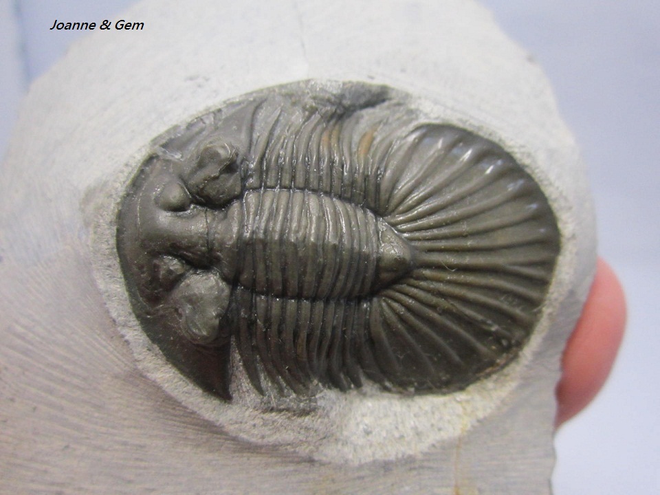 三葉蟲化石-盾形蟲屬三葉蟲Scabriscutellum 摩洛哥~古生代泥盆紀