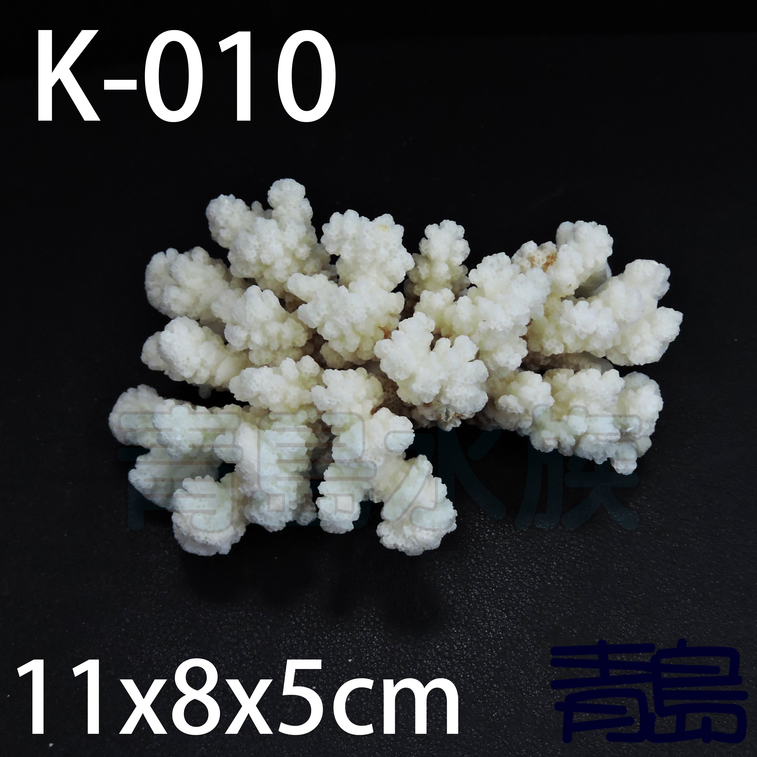 五1中0新0 青島水族 K 010天然珊瑚珊瑚花鹿角珊瑚羊角珊瑚藤壺扇型珊瑚 11x8x5cm Yahoo奇摩拍賣