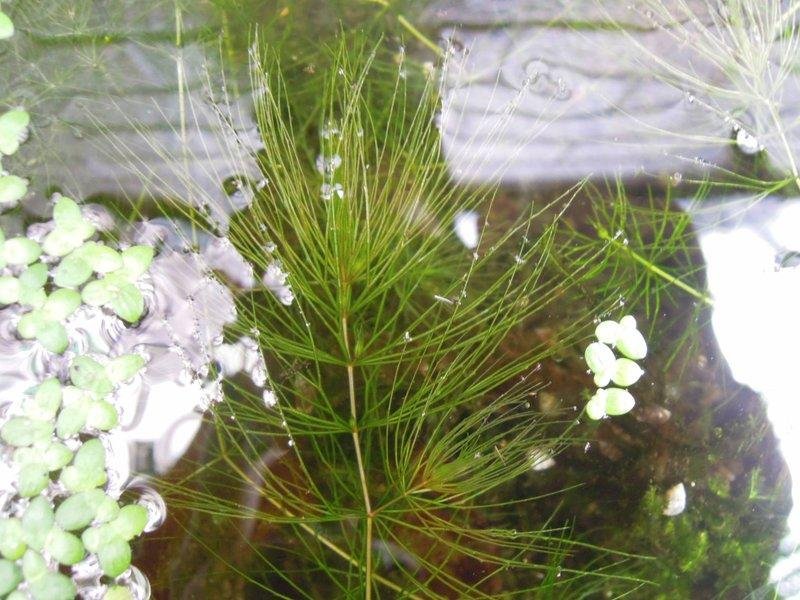 妞妞花園水生植物水草造景後景金魚藻10株30元 Yahoo奇摩拍賣