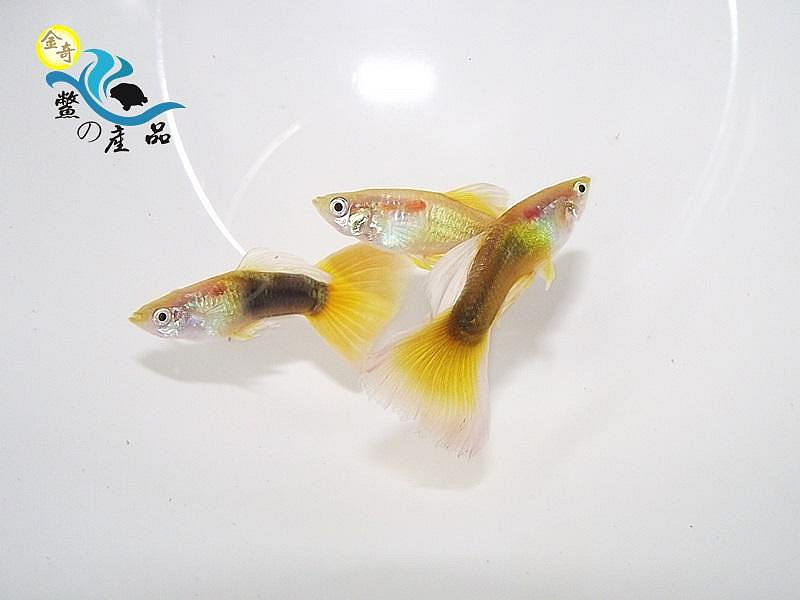 純品系 黃尾禮服孔雀魚 (一對) 純品系孔雀魚專區 活體宅配 戶外飼養