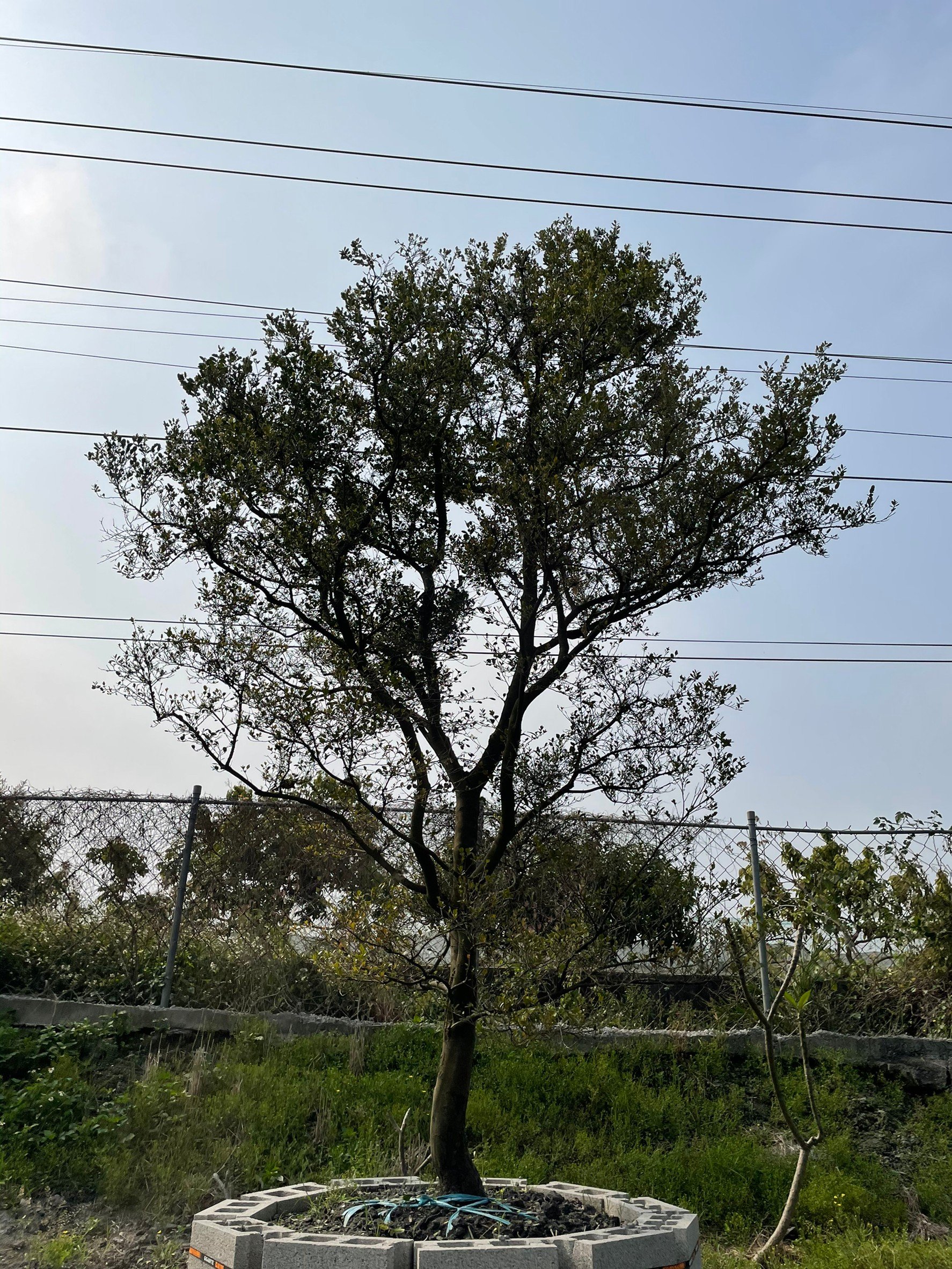 黑木 象牙木 象牙樹(另有樹葡萄.桂花.龍柏樹.九重葛.黑松.紫檀.羅漢松.真柏)歡迎園藝.建設造景.營造.互相交流