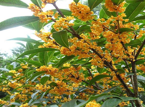 桂花樹苗盆栽嫁接苗桂花基地直發植物花卉四季開花庭院綠植/金球桂花1入7吋盆