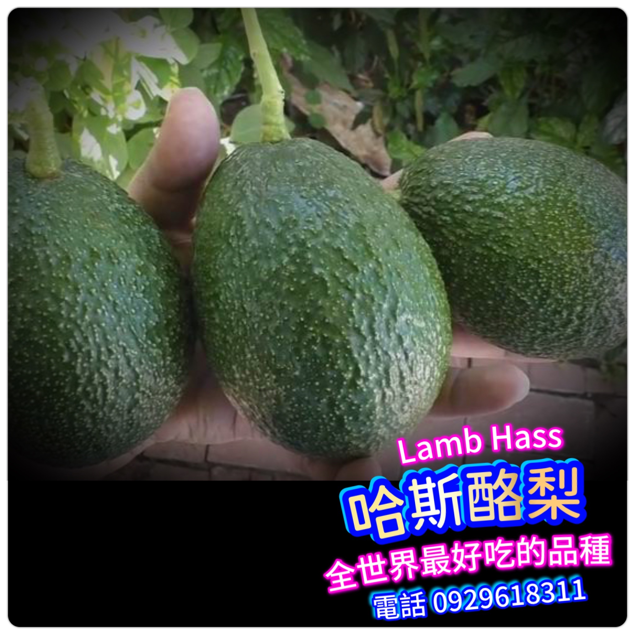 Lamb Hass哈斯酪梨【進口嫁接苗】業界最頂級 包生+包甜【買五送一】澳洲改良款