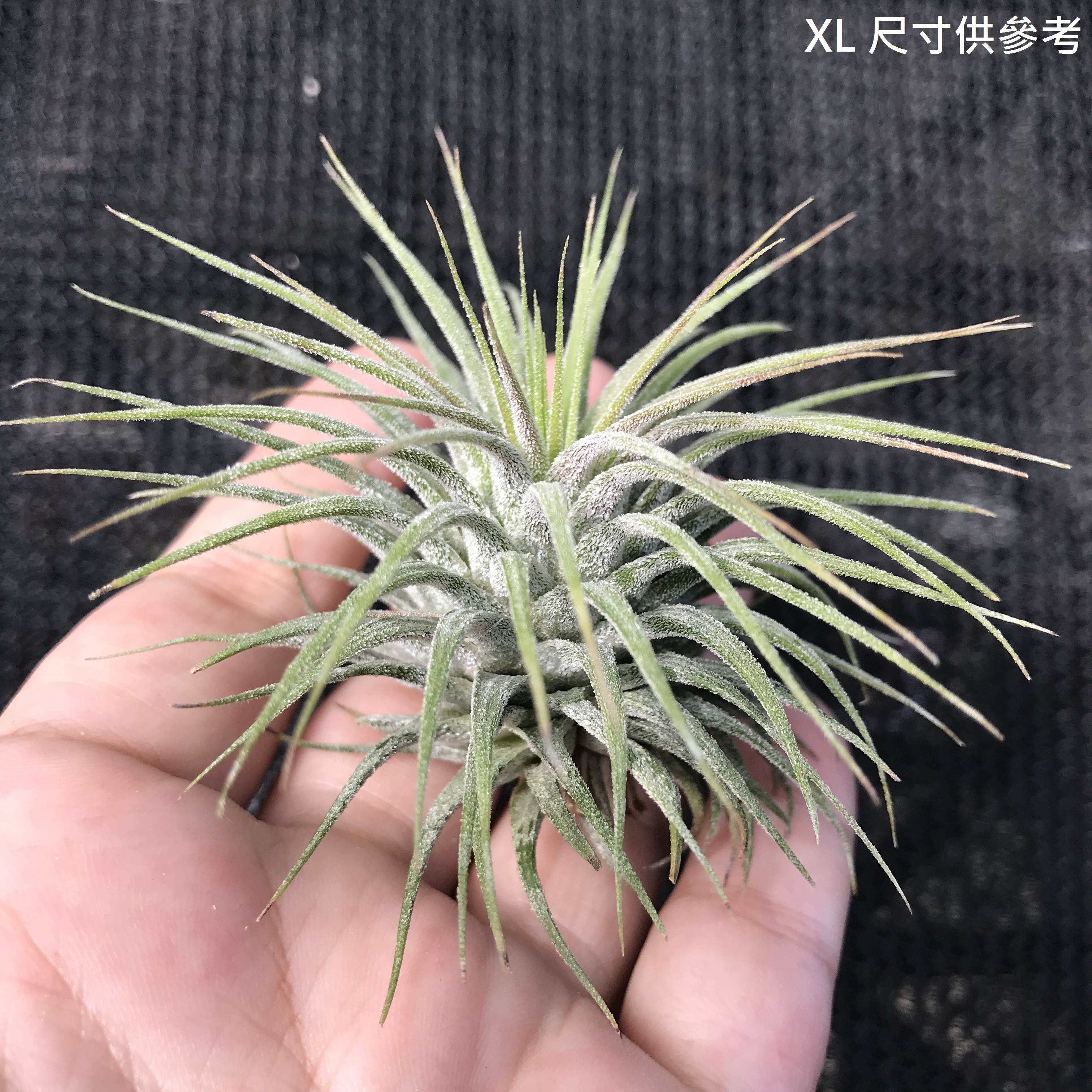 空氣鳳梨變異小精靈tillandsia Ionantha Var Ionantha Xl Yahoo奇摩拍賣