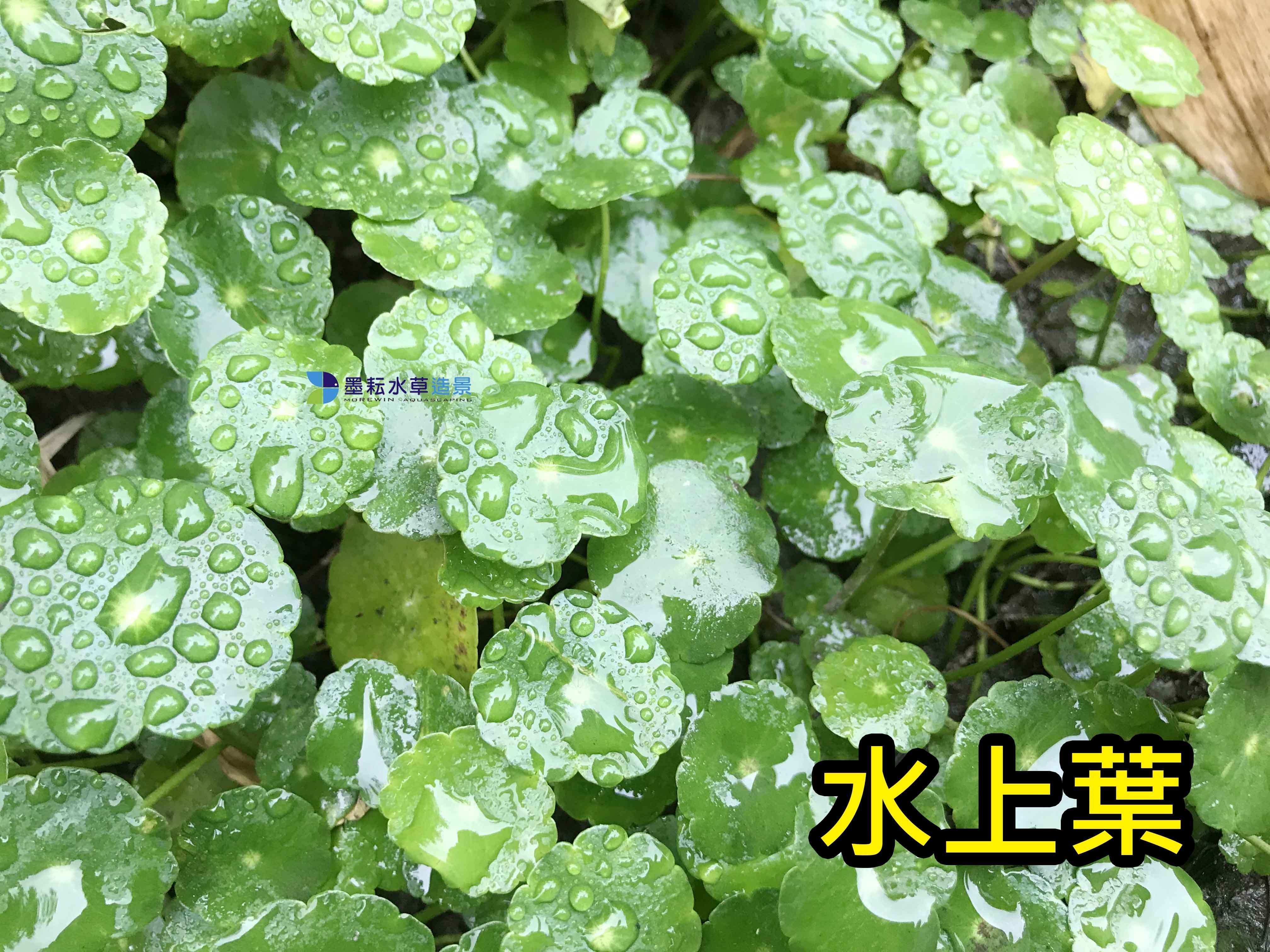 绿色水培植物 根茎 水生香菇草-阿里巴巴