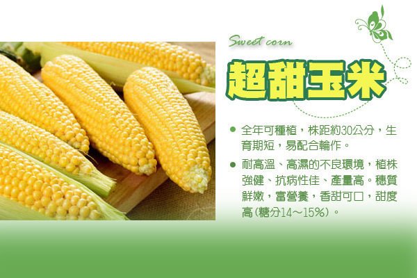 【振華育苗】黃金色超甜玉米種子 Sweet Corn F1一代交配品種， 甜度高可達15度!