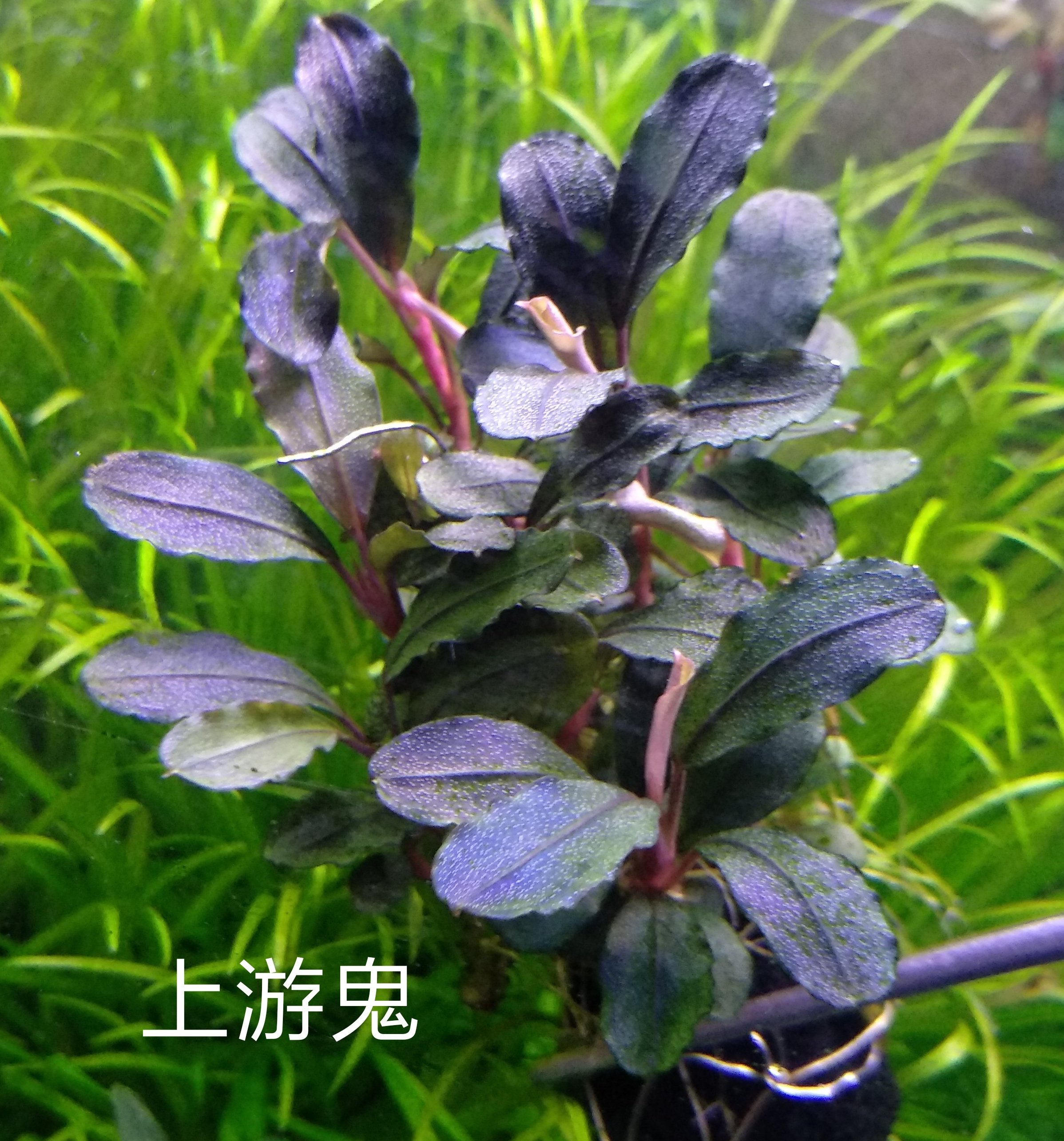 辣椒榕/神秘草~上游鬼Bucephalandra sp. 