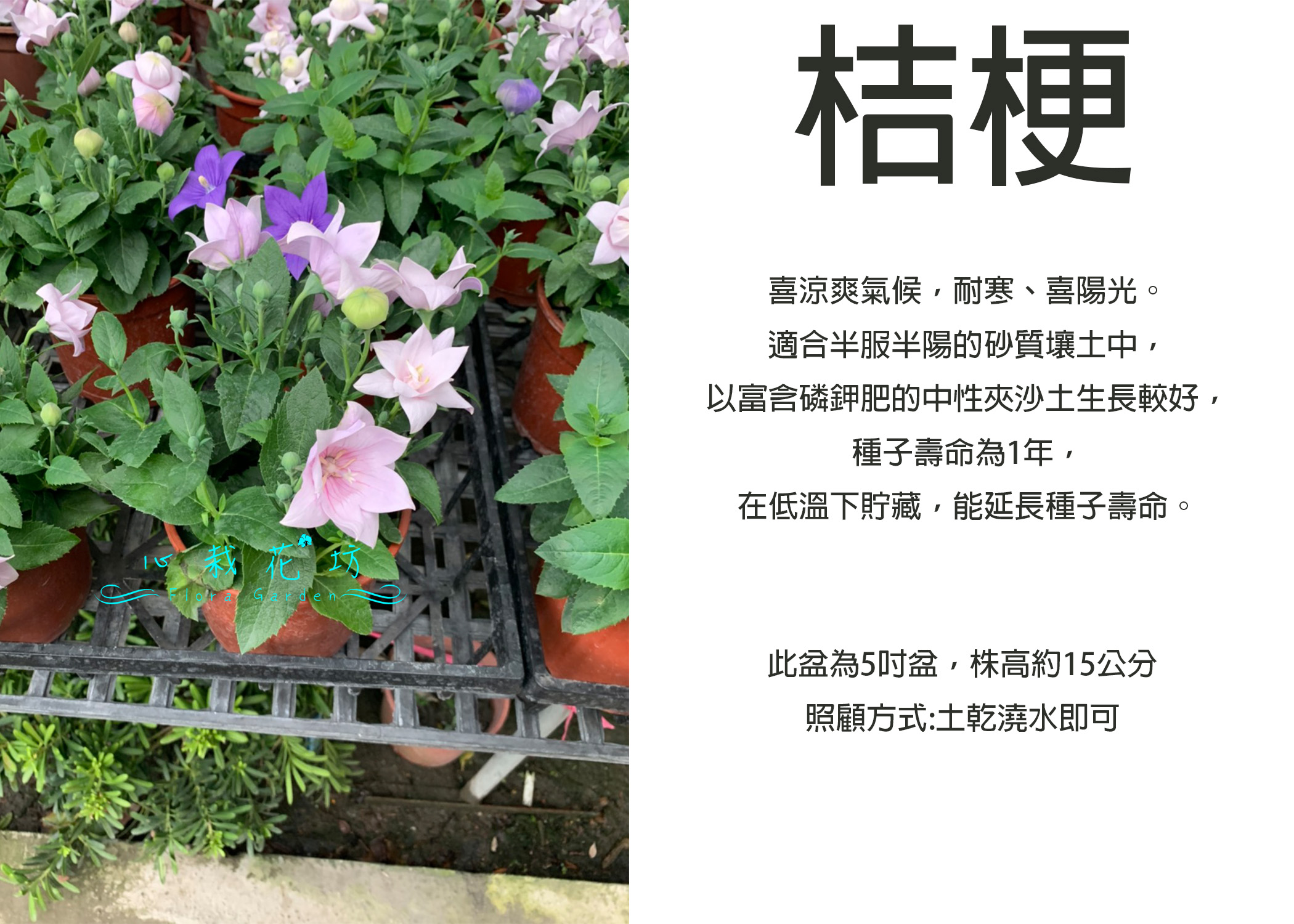 心栽花坊 桔梗花 桔梗 氣球花 5吋盆 冬季限定過季無貨 綠化植物 觀花植物 草本植物 售價150特價1 Yahoo奇摩拍賣