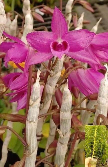 紅龍石斛蘭非常香味 花期長香味濃郁四溢種植上板更漂亮 好種植，適合新手2.5吋1入