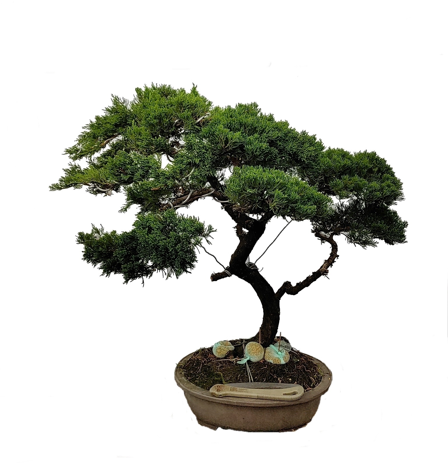 真柏盆栽[鉢ごと発送]ぼんさいBonsai-