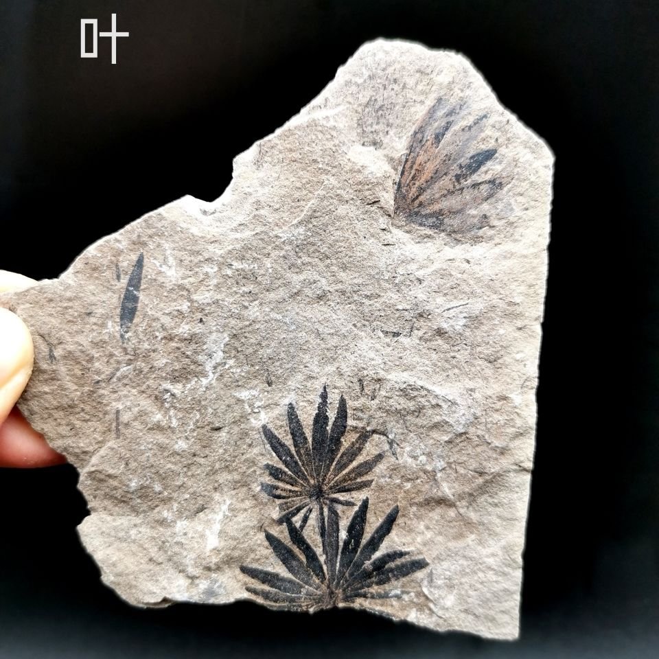 ★葉化石 標本 植物