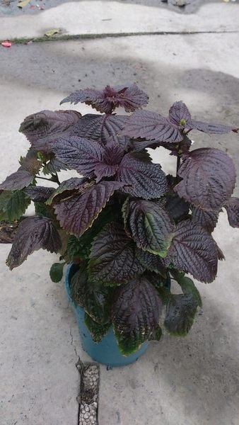 香草 紫蘇 紅紫蘇 5吋盆 高 30cm 抗氧化 花花世界玫瑰園 Ovo Yahoo奇摩拍賣