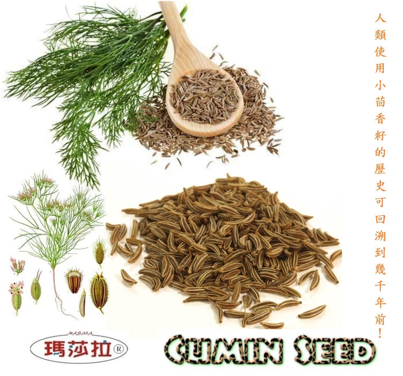 小茴香籽 库存图片. 图片 包括有 弯脚的, 空白, 成份, 种子, 香芹籽, 叶子, 片式, 小茴香, 鲜美 - 38125023