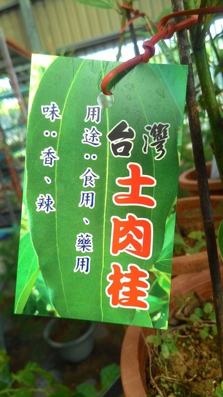 花花世界_水果苗**台灣土肉桂(矮株)**6-7吋盆/高20-30cm/葉可製精油/MA