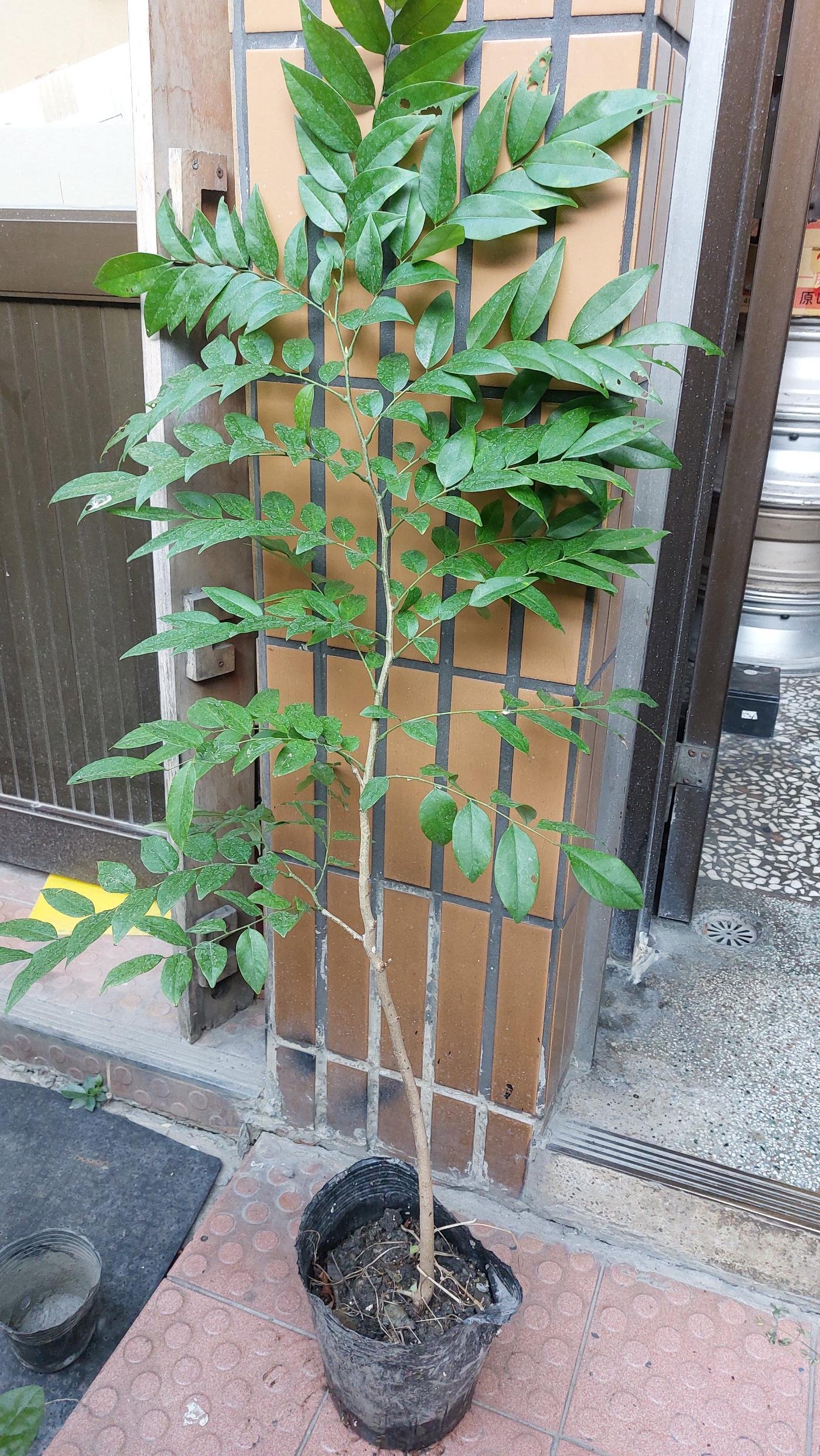 正宗海南黃花梨樹 黃花梨苗降香黃檀 中苗 包存活 珍稀林木