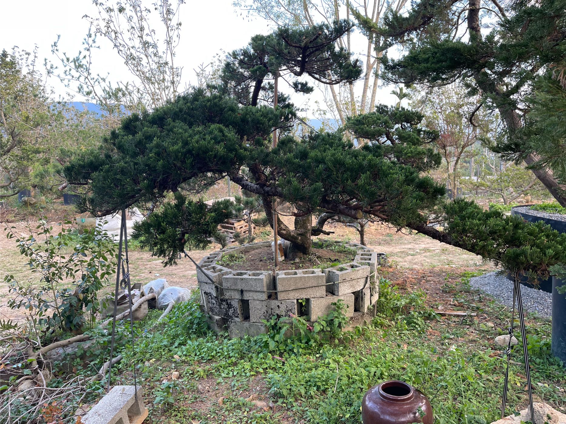 真柏 非（桂花黑松羅漢松七里香銀杏櫻花紅彩木黃金串錢柳紅花風鈴木紫薇五葉松）