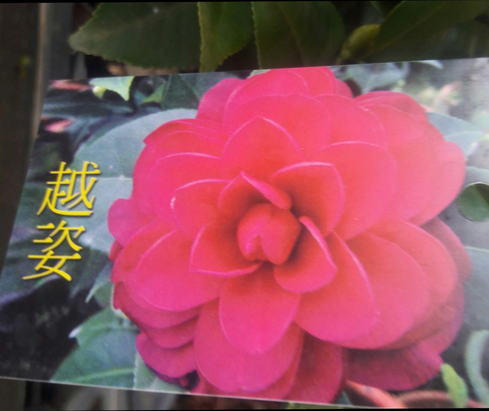 預計九月上市 茶花 越姿 4吋盆 10 30公分高 清新脫俗 花花世界玫瑰園 Wu Yahoo奇摩拍賣