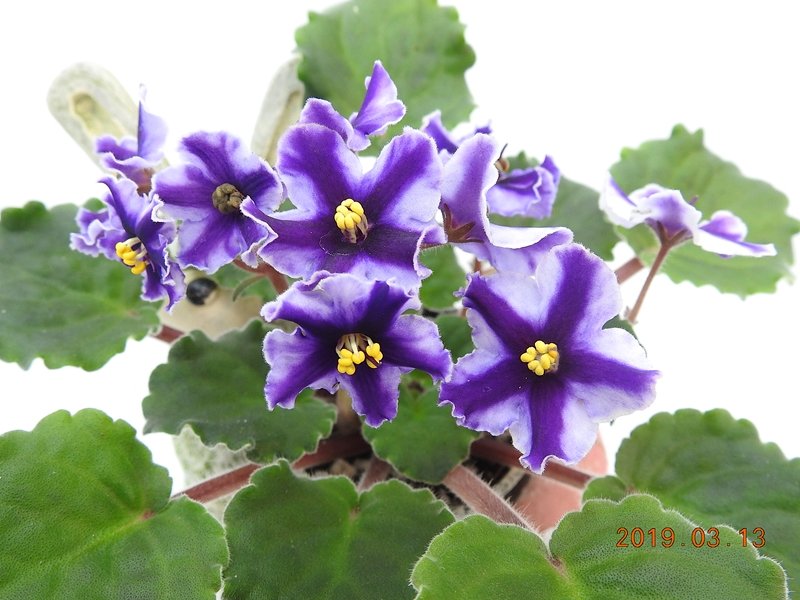 堤緣花語陶-淨化室內空氣植物-非洲紫羅蘭 Victorian Parasol Reverse [限量典藏]