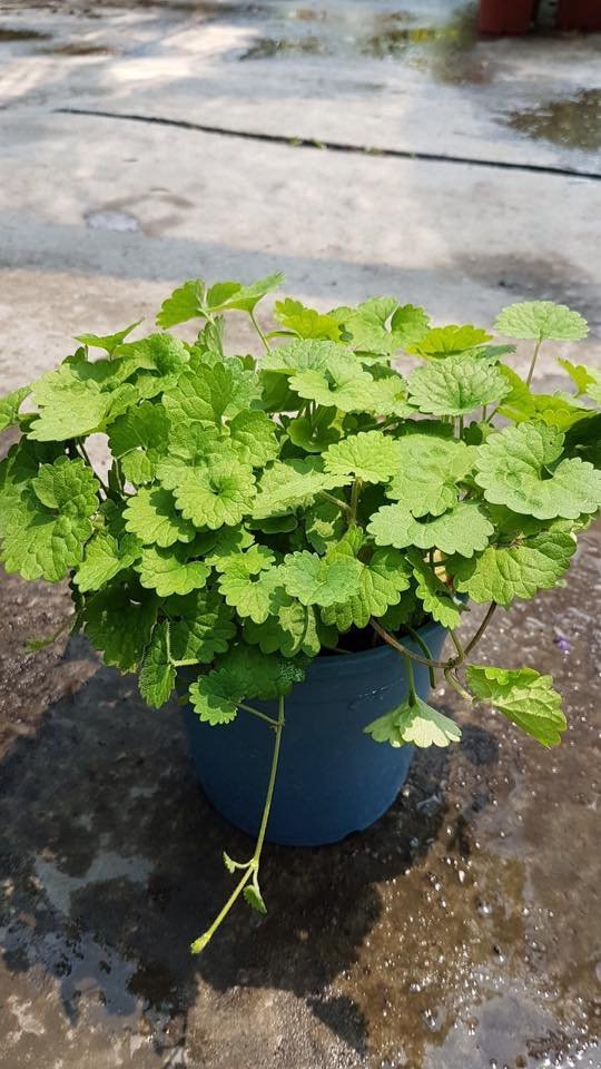 香草 多年草本 金錢薄荷 植物 5吋 不含盆高5 15公分 藤蔓性植物 花精靈植物的家 Yahoo奇摩拍賣