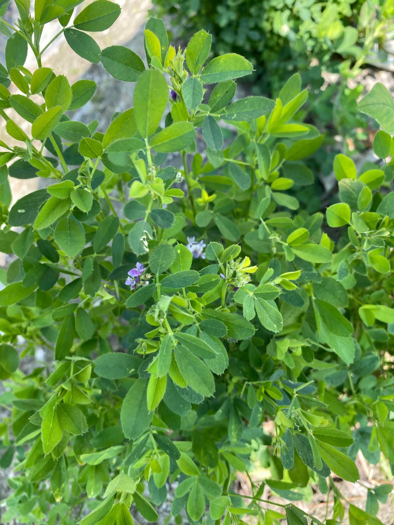 Jhs 金和勝小農 無毒有機新鮮現割紫花苜蓿草青草 兔子不可直接食用 600g裝0604 Yahoo奇摩拍賣