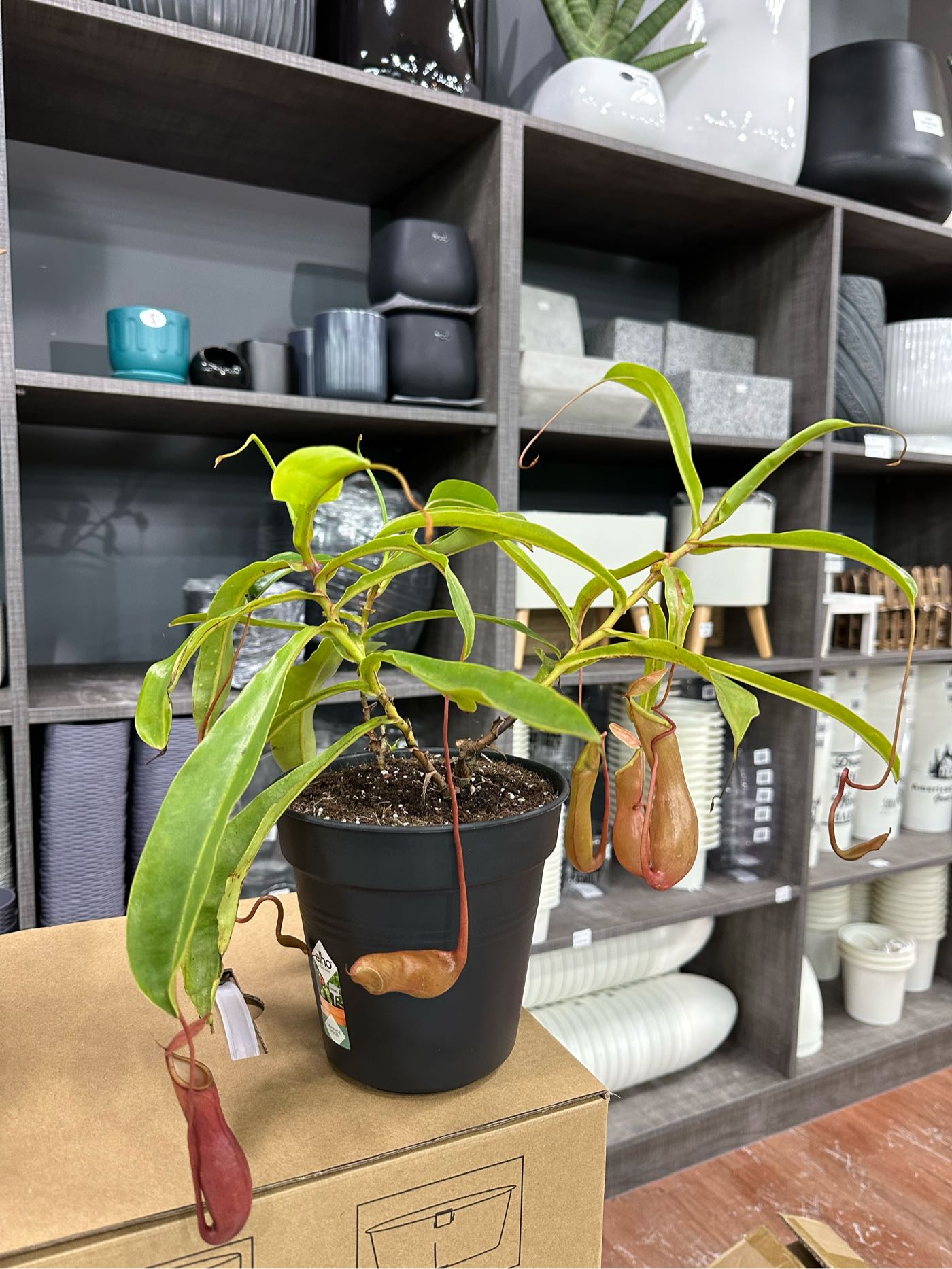 芯晨花園桃園三民店食蟲植物/高品質豬籠草/外送限北部地區採專車配送