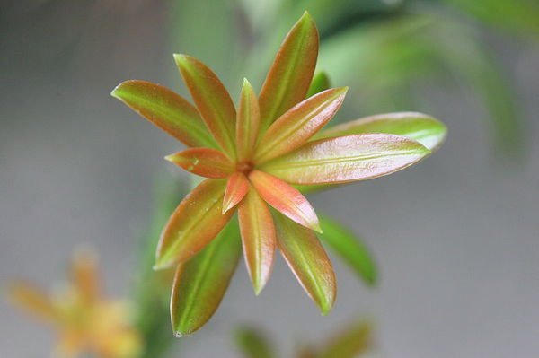 【優勢】紅芽性珍珠羅漢松